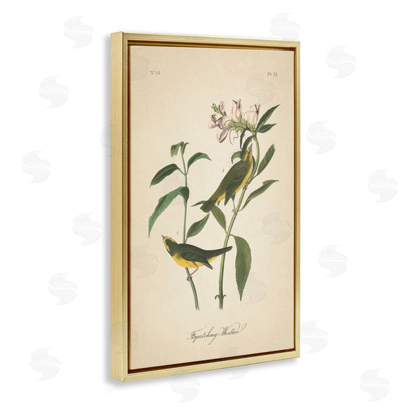 Stupell Industries Wild Apple Portfolio | Vintage Warbler Diagram