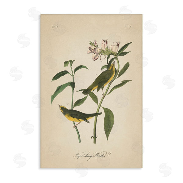 stupell industries Wild Apple Portfolio | Vintage Warbler Diagram