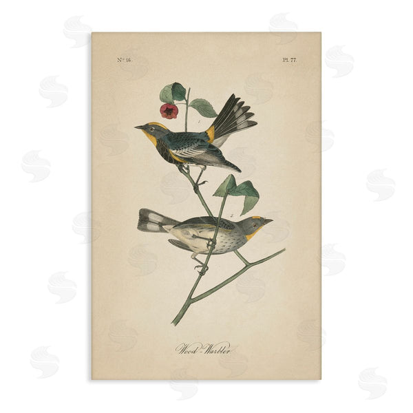 stupell industries Wild Apple Portfolio | Vintage Warbler Page