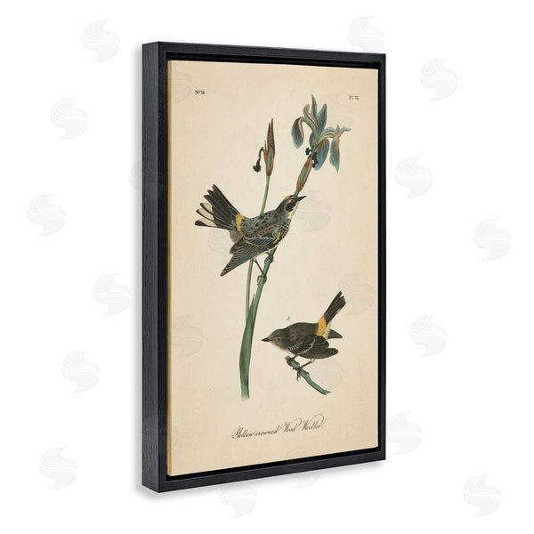 Stupell Industries Wild Apple Portfolio | Vintage Warbler Study