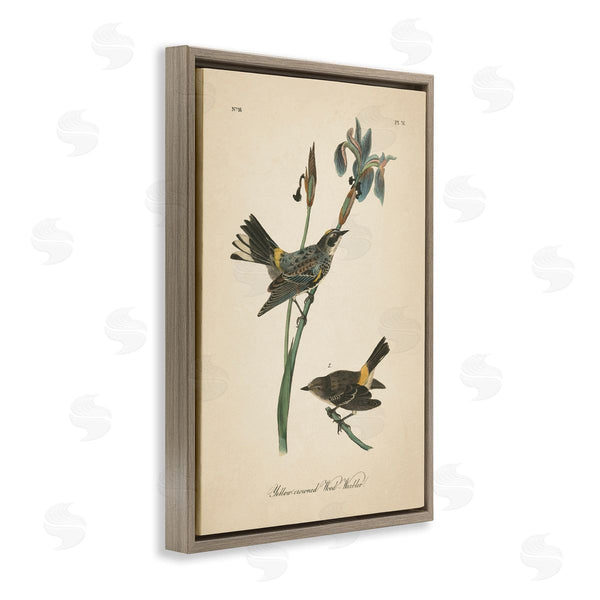 Stupell Industries Wild Apple Portfolio | Vintage Warbler Study