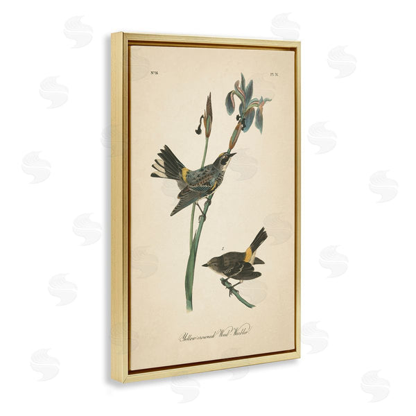 Stupell Industries Wild Apple Portfolio | Vintage Warbler Study