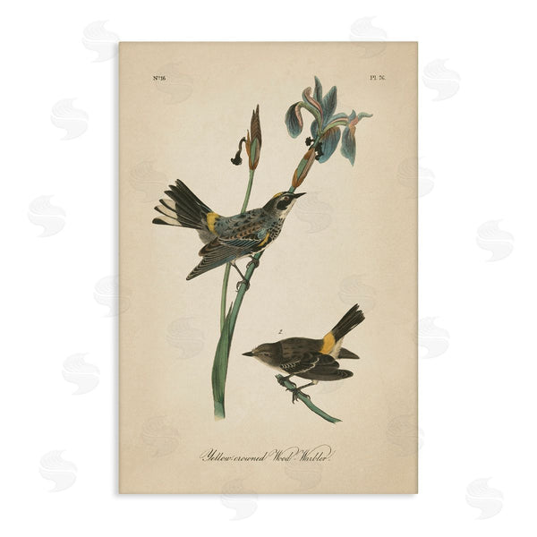 stupell industries Wild Apple Portfolio | Vintage Warbler Study