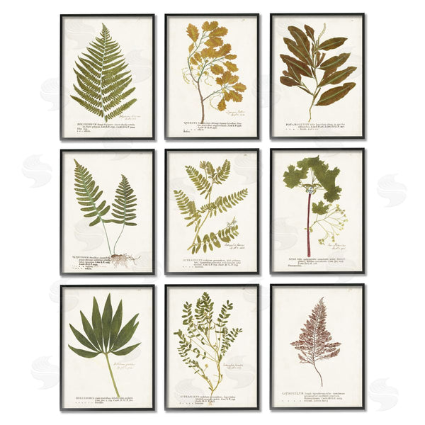 Stupell Industries World Art Group | Delicate Pressed Botanicals Vintage Study Wall Art