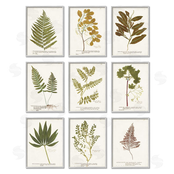 Stupell Industries World Art Group | Delicate Pressed Botanicals Vintage Study Wall Art