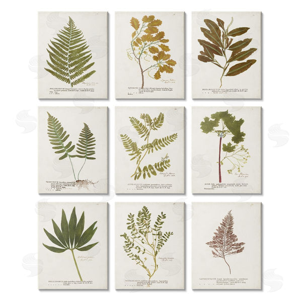 stupell industries World Art Group | Delicate Pressed Botanicals Vintage Study Wall Art