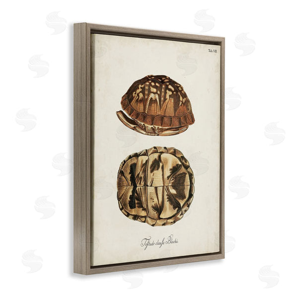 Stupell Industries World Art Group | Vintage Box Turtle Shell