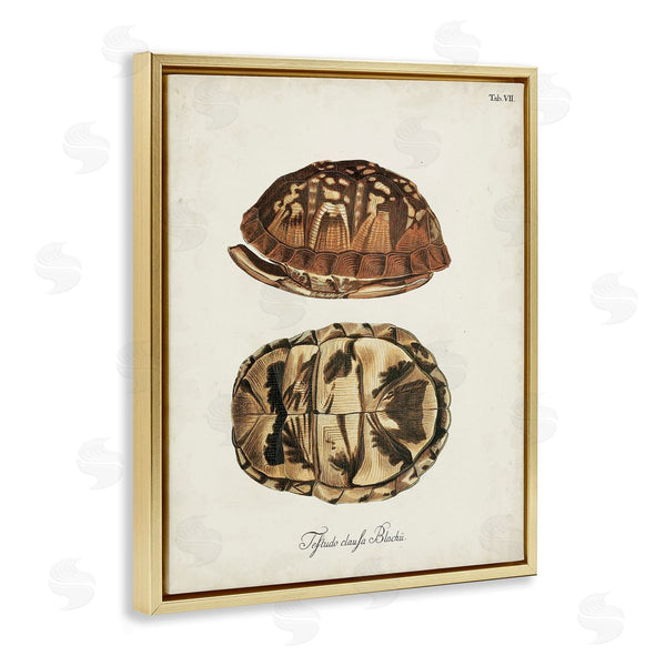 Stupell Industries World Art Group | Vintage Box Turtle Shell