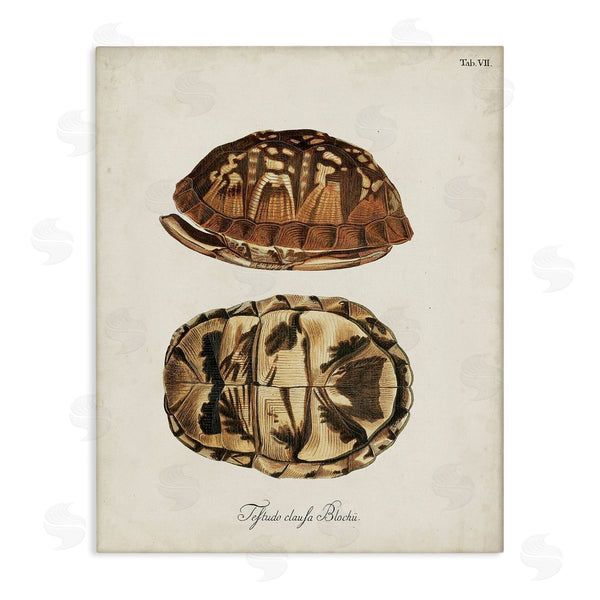 stupell industries World Art Group | Vintage Box Turtle Shell