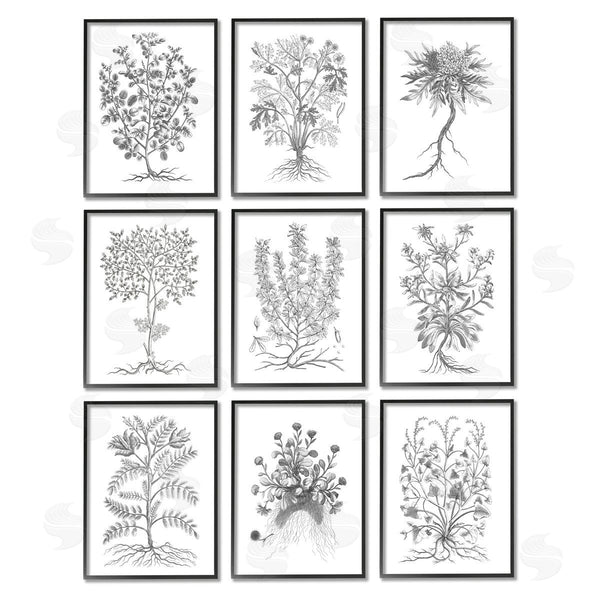 Stupell Industries World Art Group | Vintage Plant Study Illustration Leaves Roots Wall Art