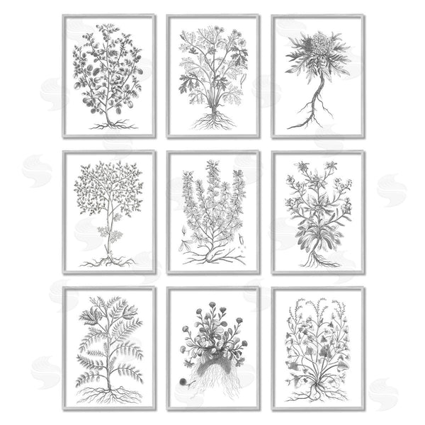 Stupell Industries World Art Group | Vintage Plant Study Illustration Leaves Roots Wall Art