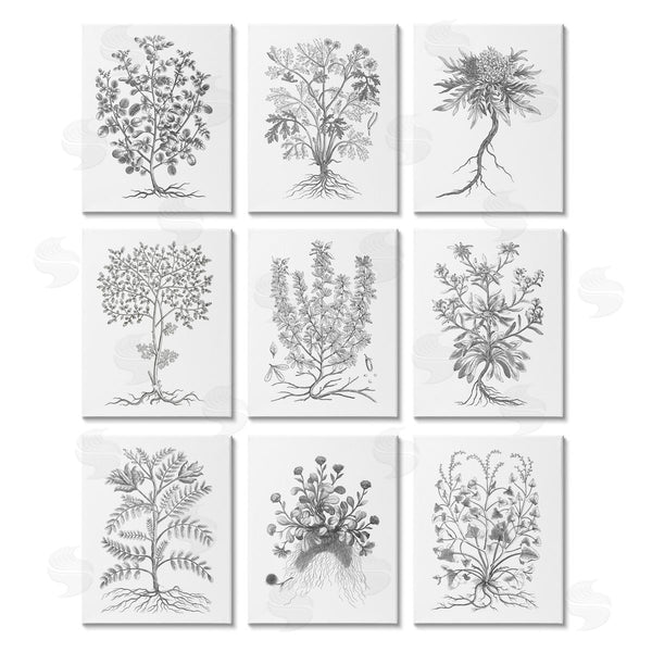stupell industries World Art Group | Vintage Plant Study Illustration Leaves Roots Wall Art