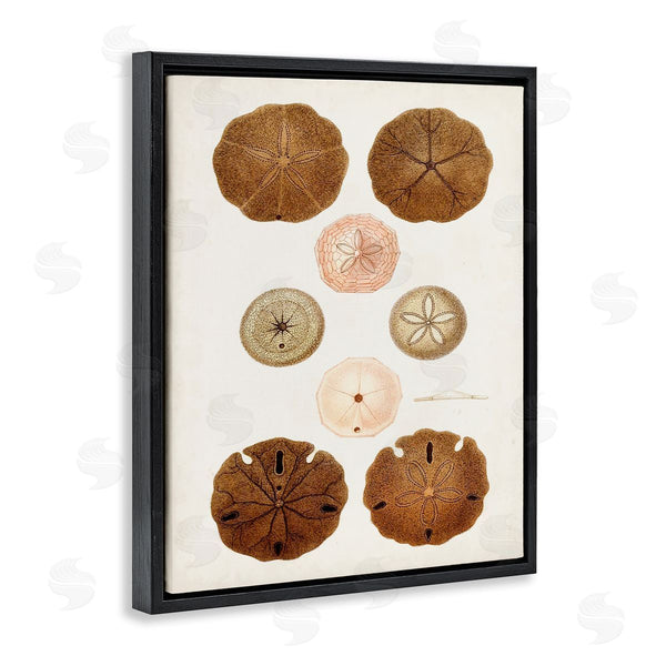 Stupell Industries World Art Group | Vintage Sand Dollar Study