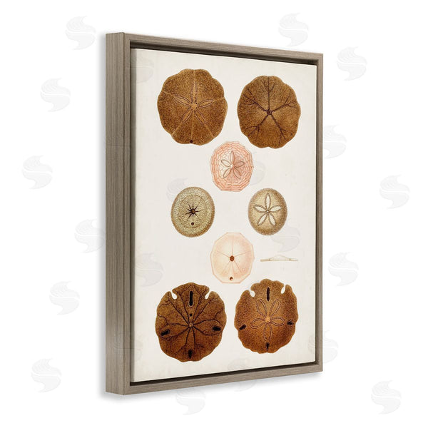 Stupell Industries World Art Group | Vintage Sand Dollar Study
