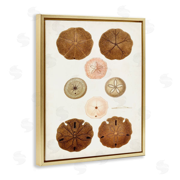 Stupell Industries World Art Group | Vintage Sand Dollar Study