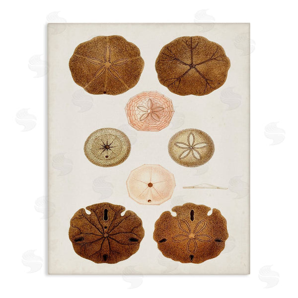 stupell industries World Art Group | Vintage Sand Dollar Study