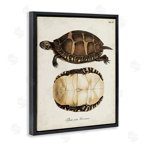 Stupell Industries World Art Group | Vintage Turtle And Shell