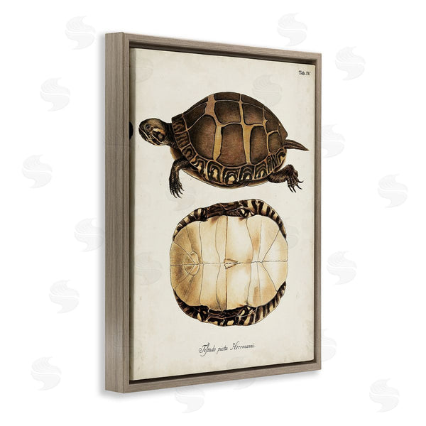 Stupell Industries World Art Group | Vintage Turtle And Shell