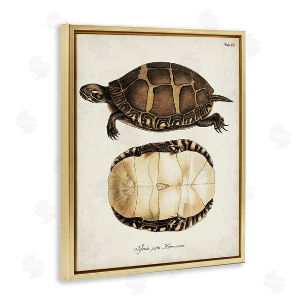Stupell Industries World Art Group | Vintage Turtle And Shell