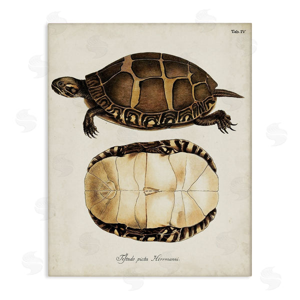 stupell industries World Art Group | Vintage Turtle and Shell