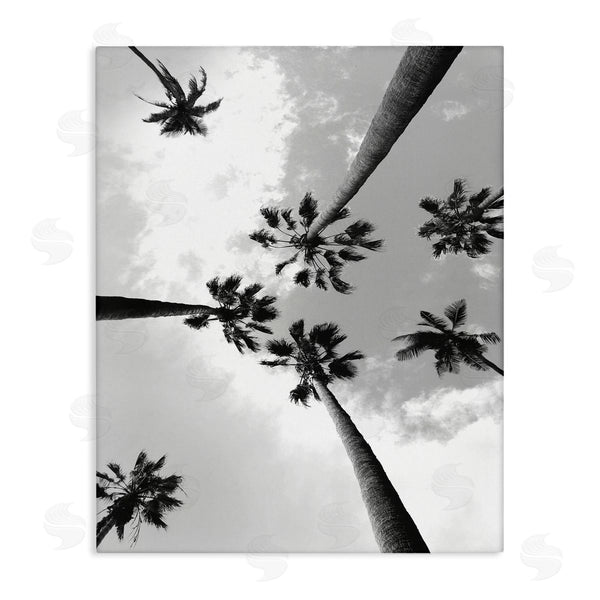stupell industries Ziwei Li | Black and White Sky Through Palms
