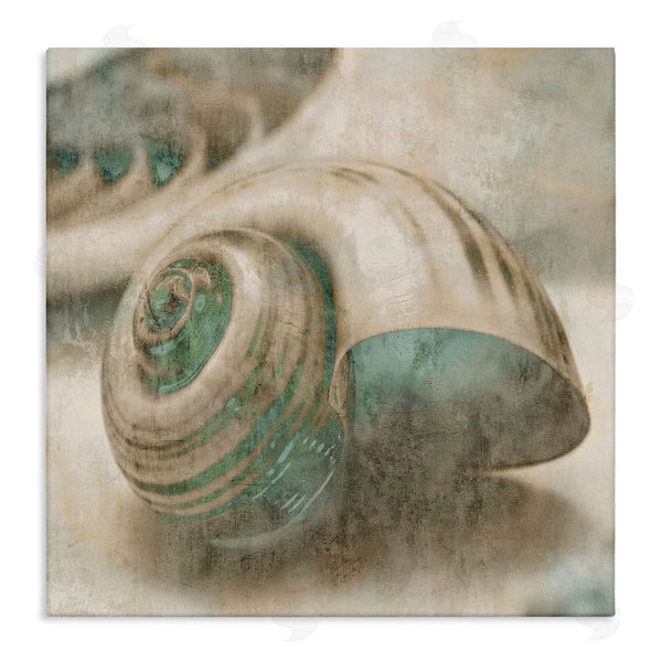 stupell industries Ziwei Li | Centered Sharkeye Seashell