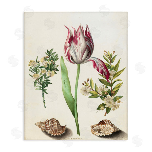 stupell industries Ziwei Li | Pink Tulip with Sea Shells